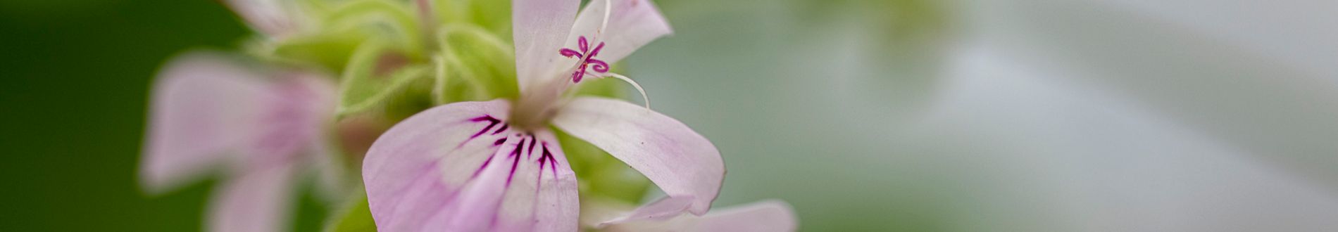 Close up of small pink flower with petals
