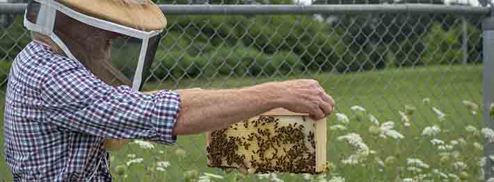 beekeeper working with honeybees
