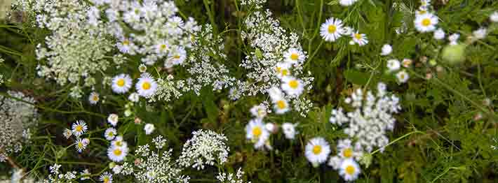 flowers in a pollinator garden