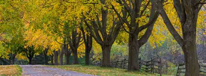 Fall colours along a country road