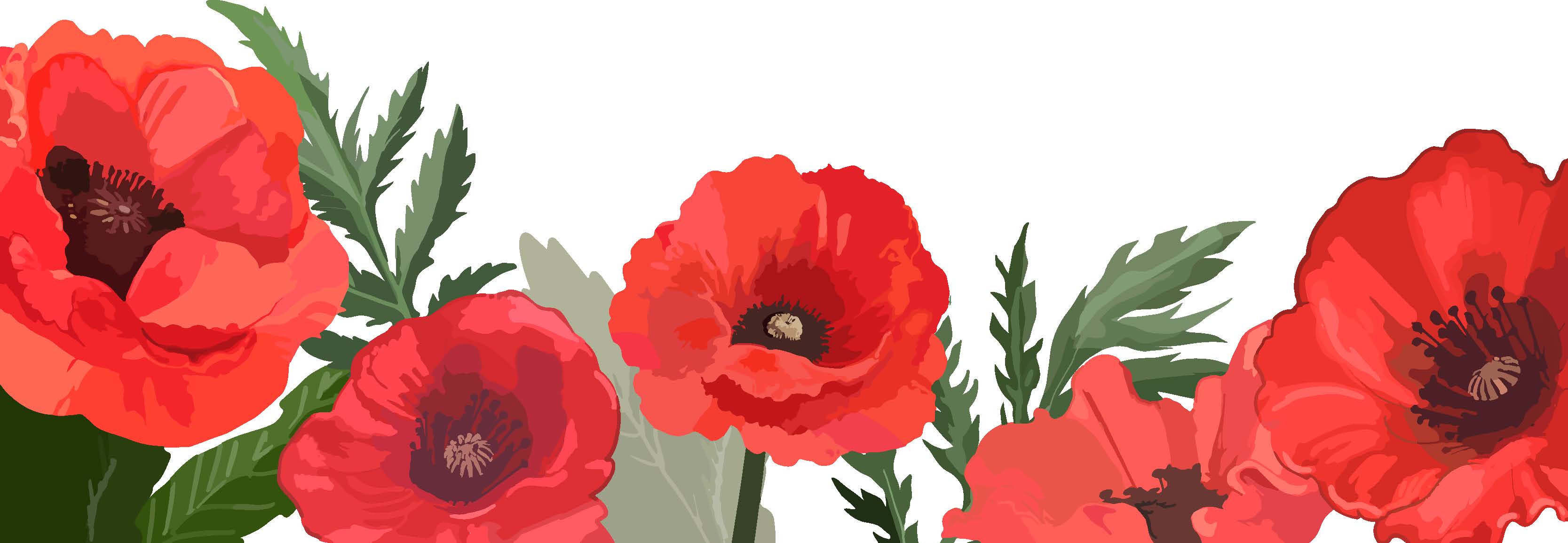 poppy illustration