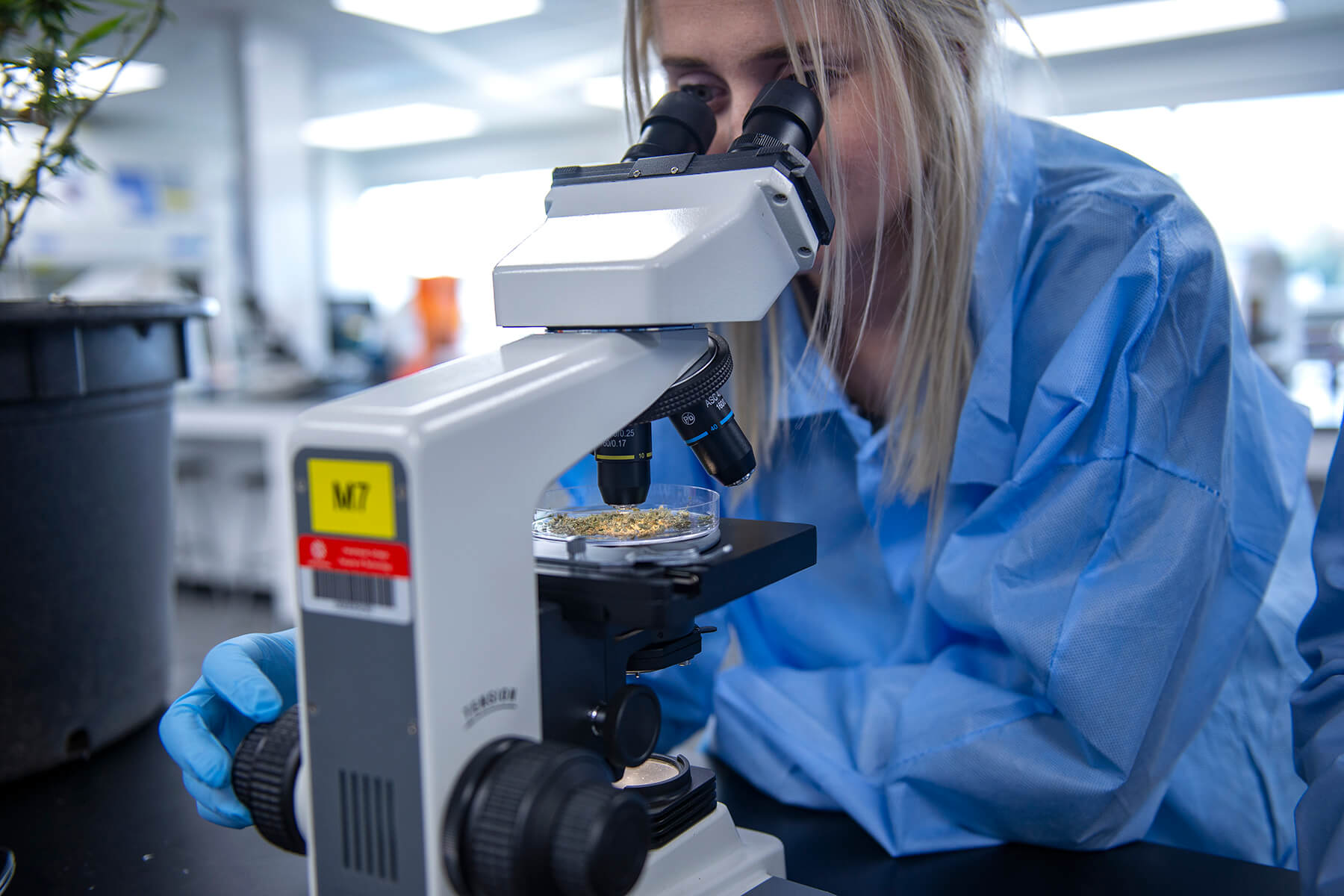 examining cannabis
