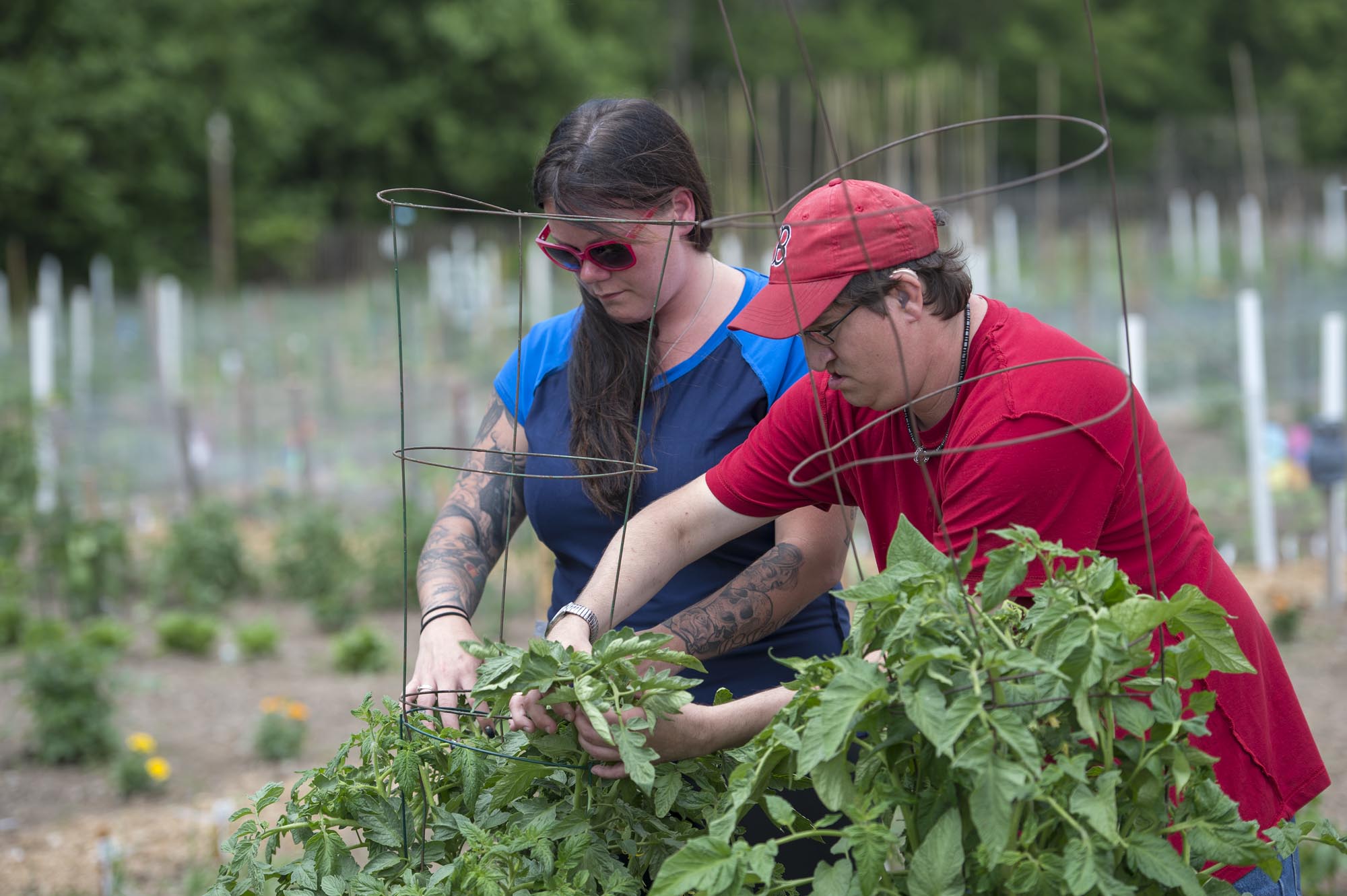 Two people working in a garden