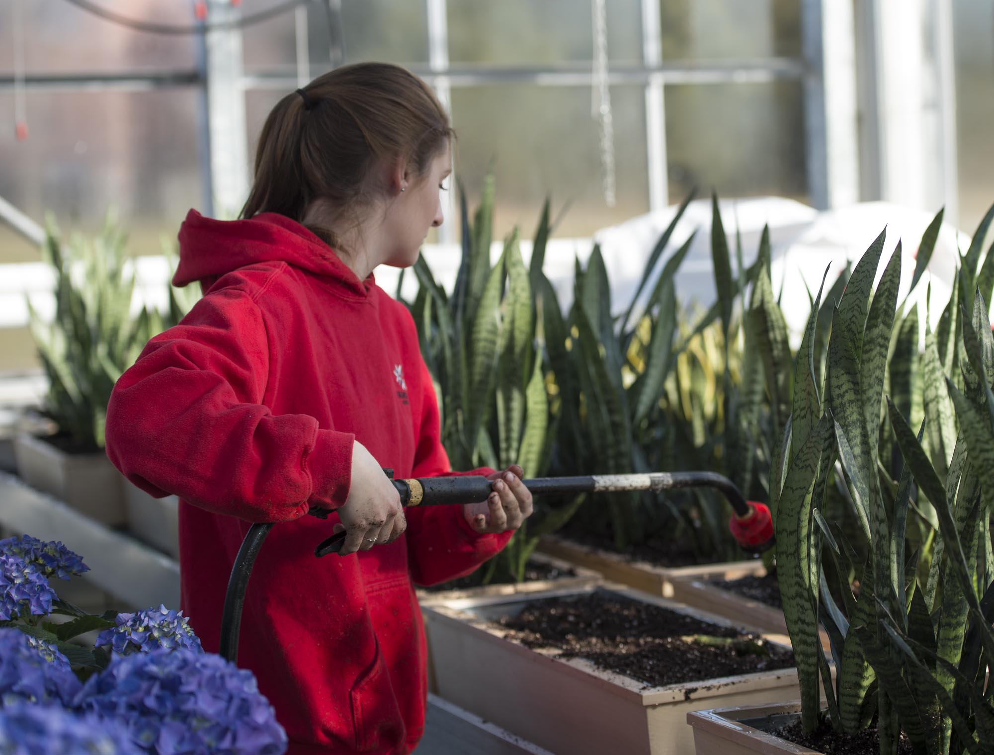 Student watering plants in Spriet Family Greenhouse at Fanshawe College