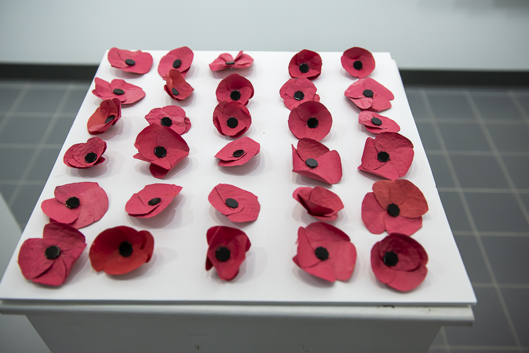 A display of poppies