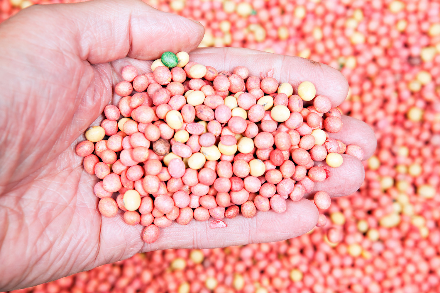 Hand holding coated soybean seeds