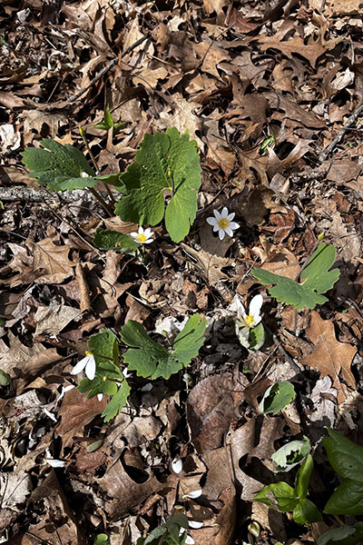 Bloodroot