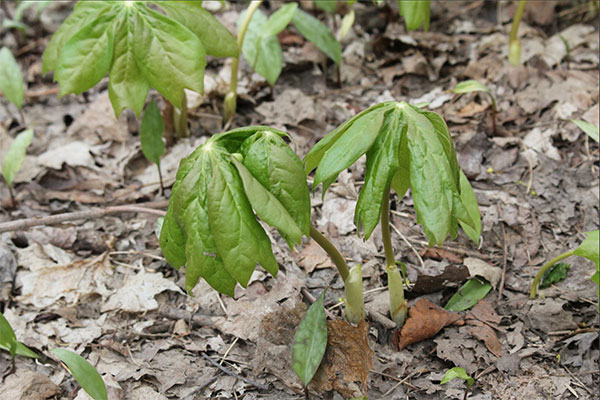 Mayapple Plant