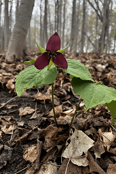 Red Trillium