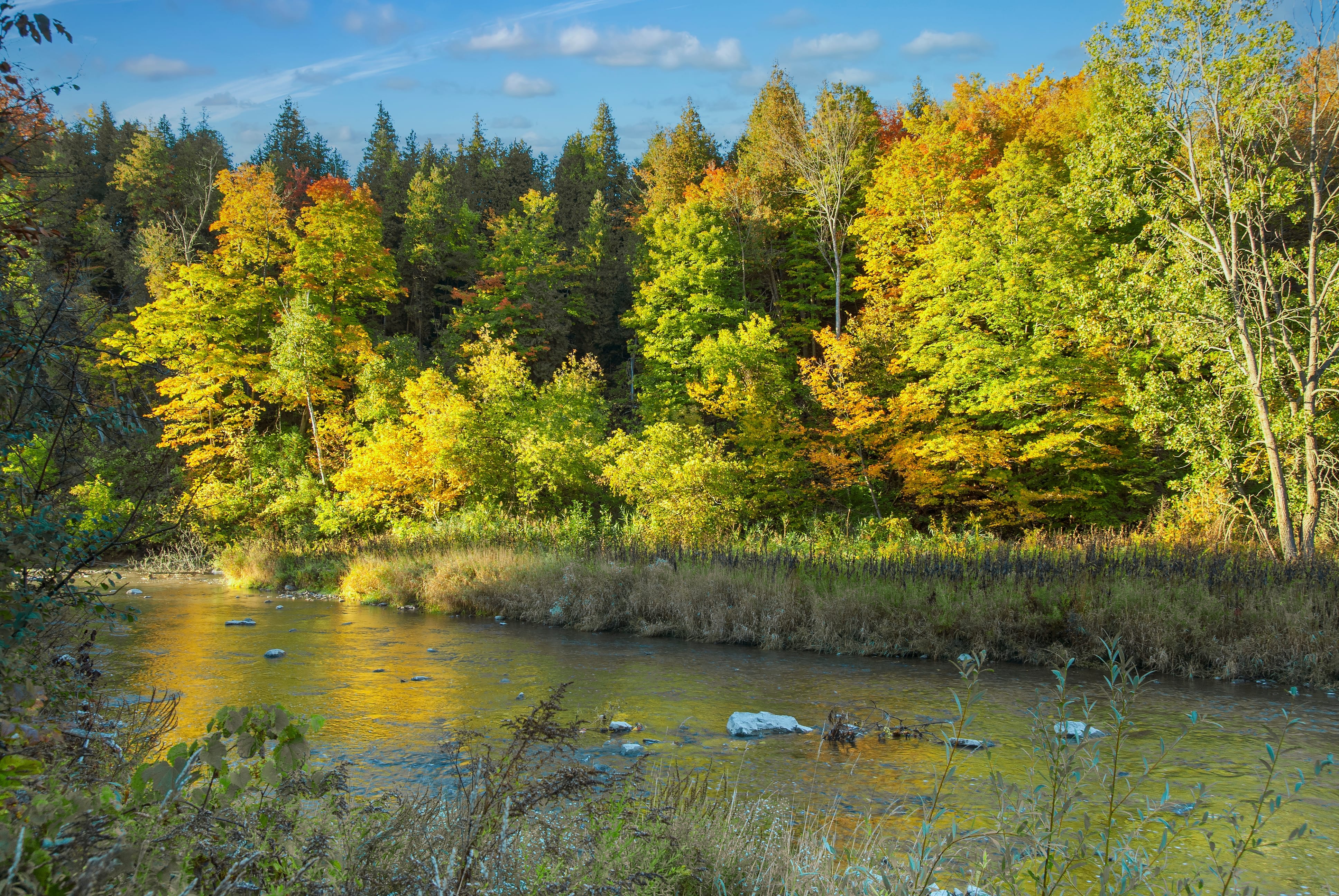 sun shines over a forest and stream in southwestern ontario