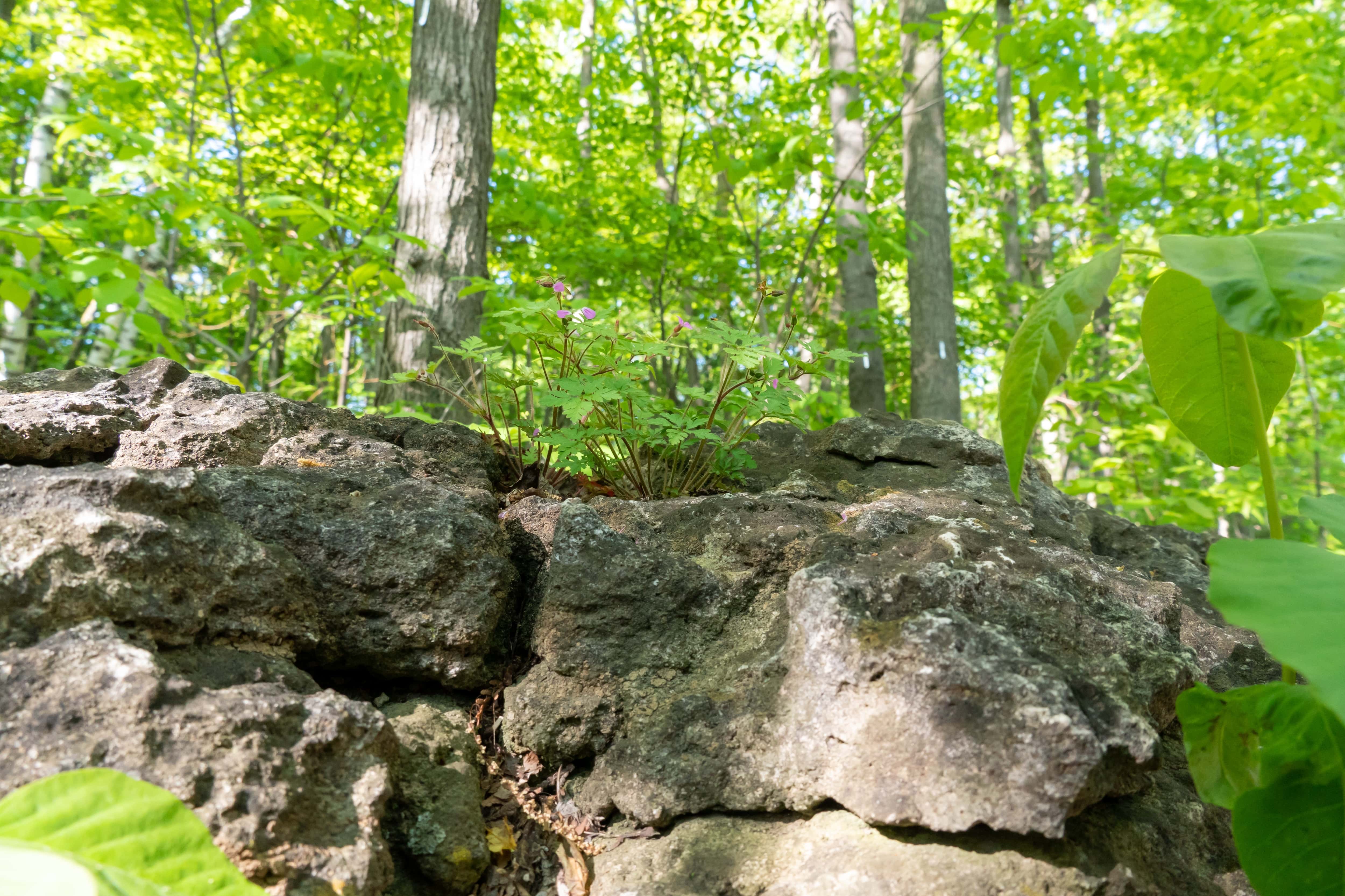 Plants and trees grow out of a rocky outcropping