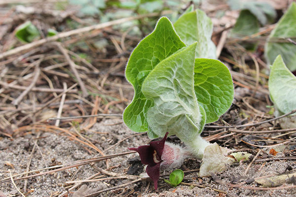 Skunk Cabbage