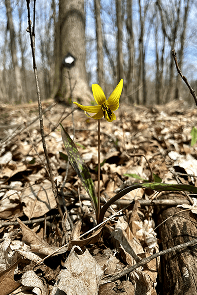 Trout Lily