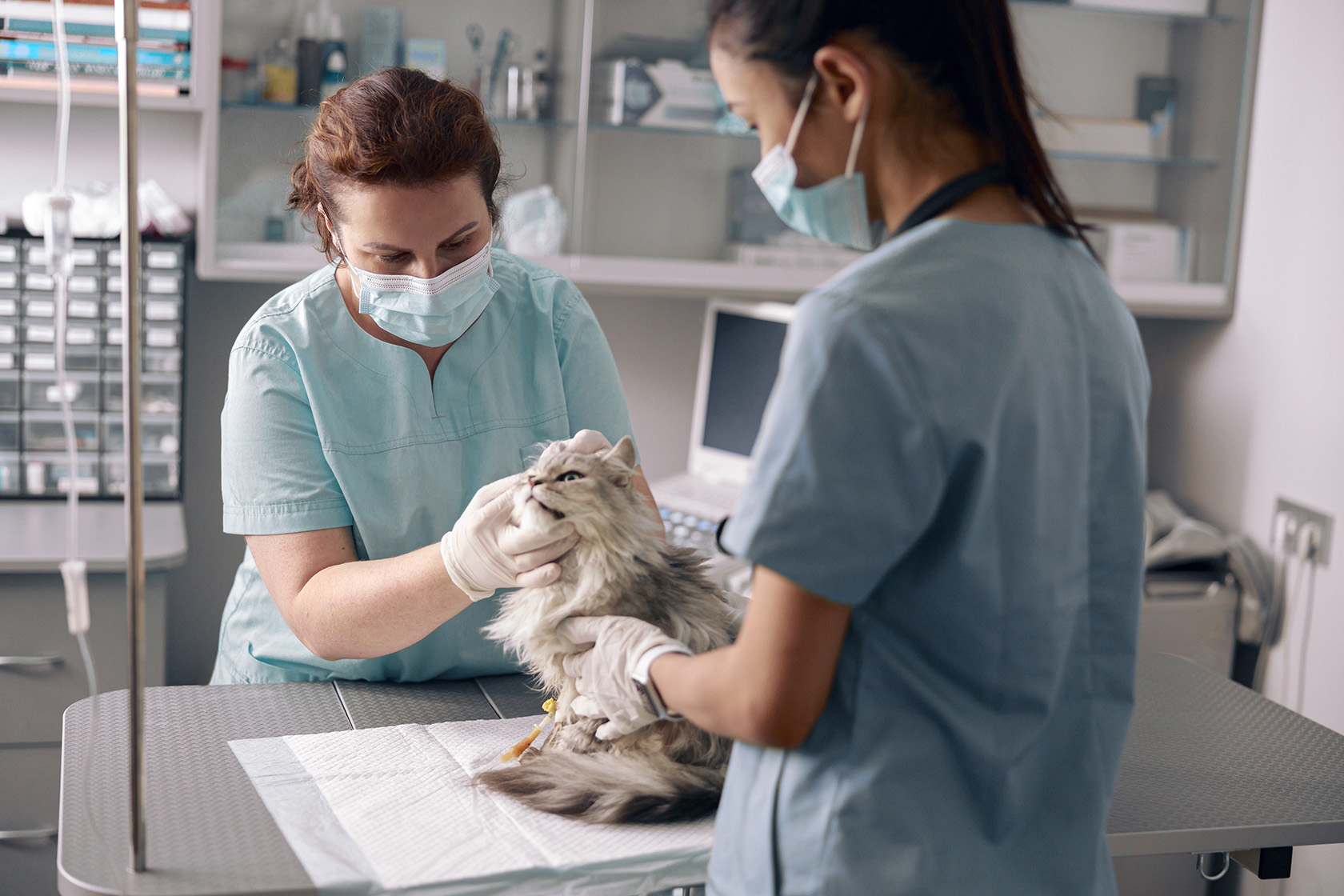 Photo of a veterinarian and veterinarian assistant examining a cat
