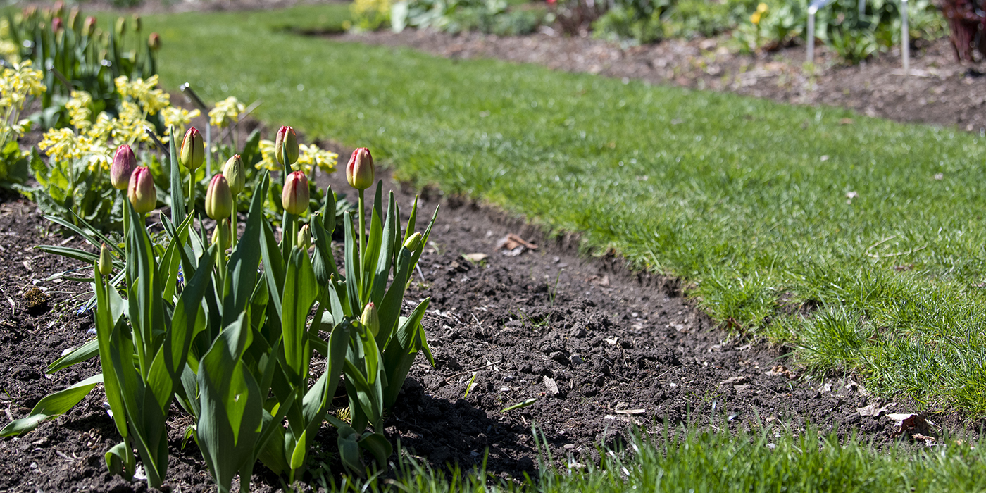 A garden features a rockery with various plants, including cacti, surrounded by green grass and trees.