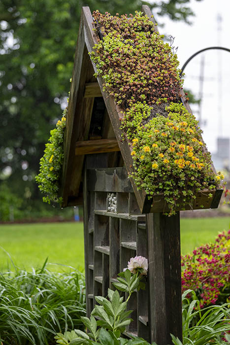 A wooden structure with a peaked roof is covered in greenery and small yellow flowers. A pale pink flower is positioned near the base of the structure.