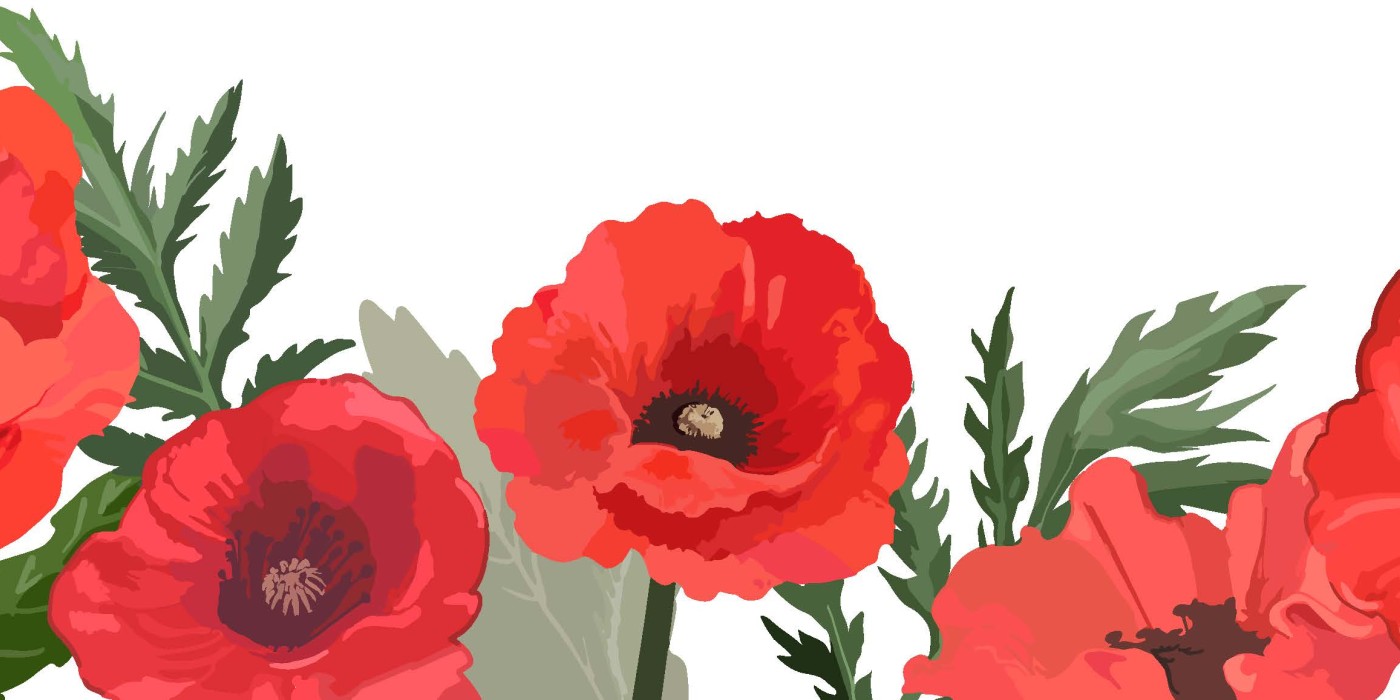 poppy illustration