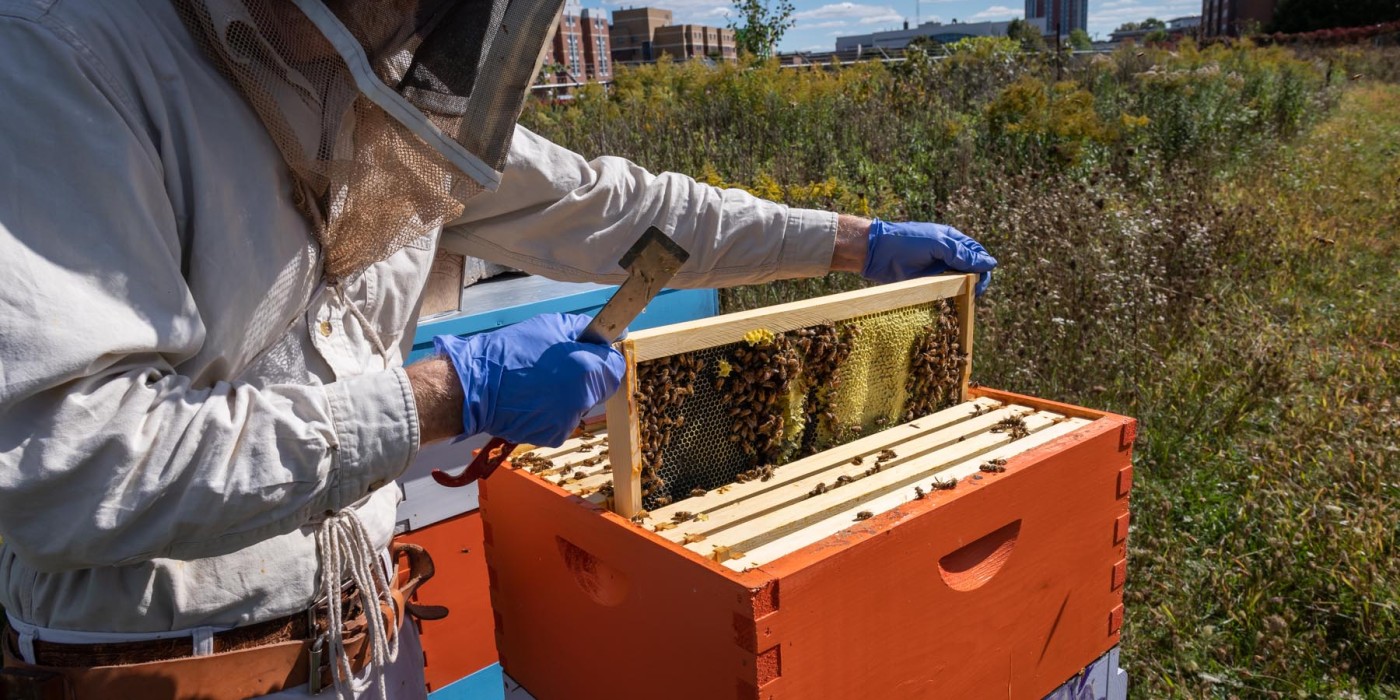 Photo of a Beekeeper pulling out a hive