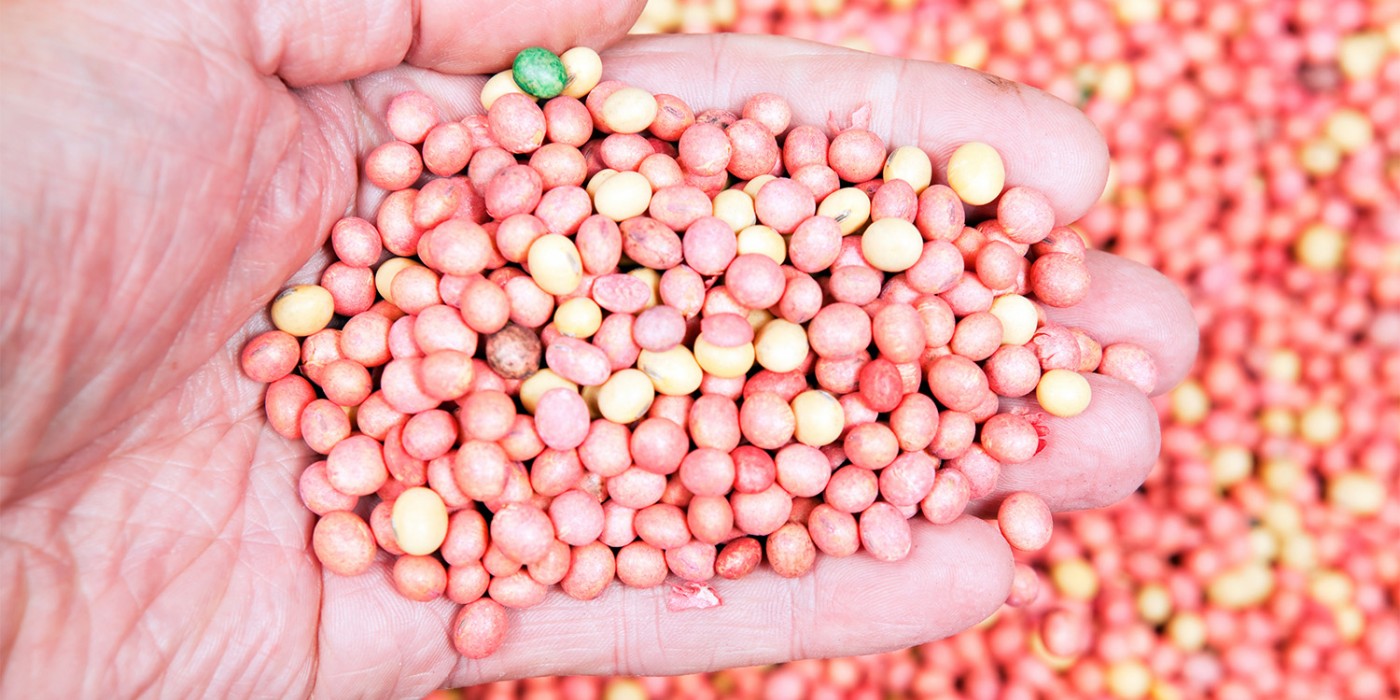 Hand holding coated soybean seeds