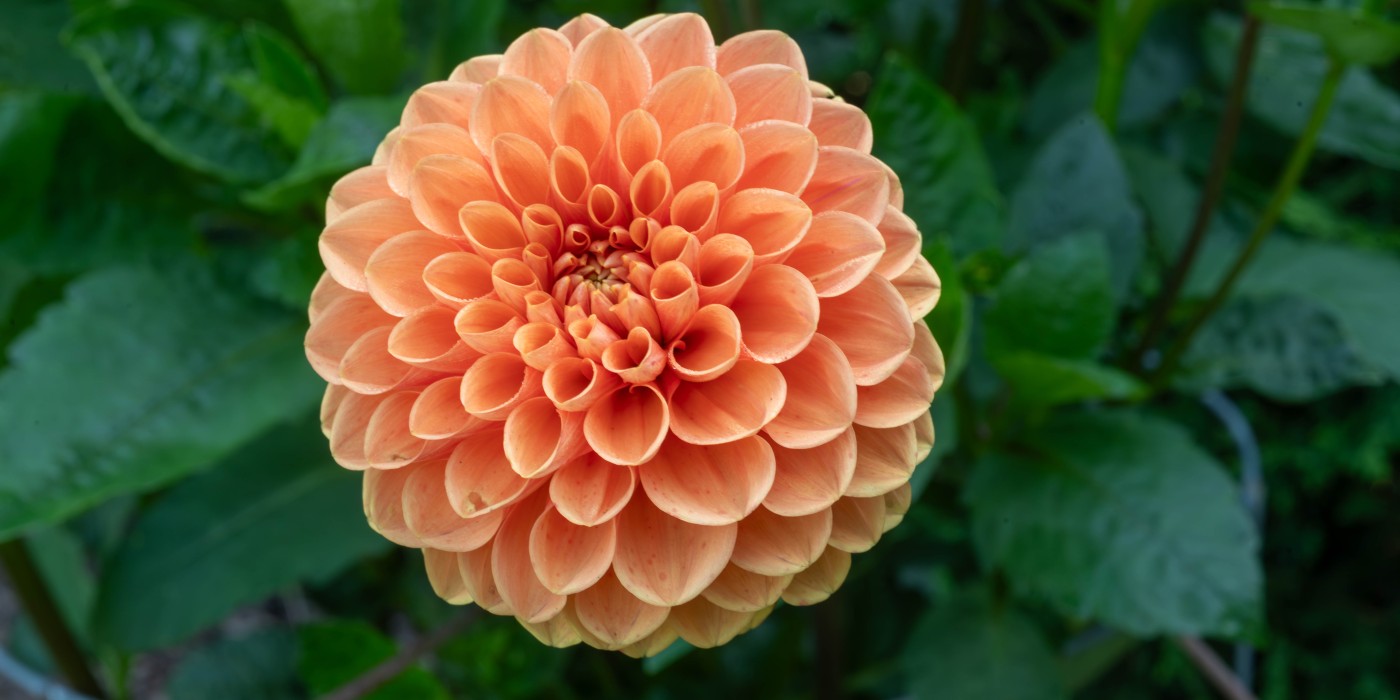 Close up photo of an orange flower taken from above