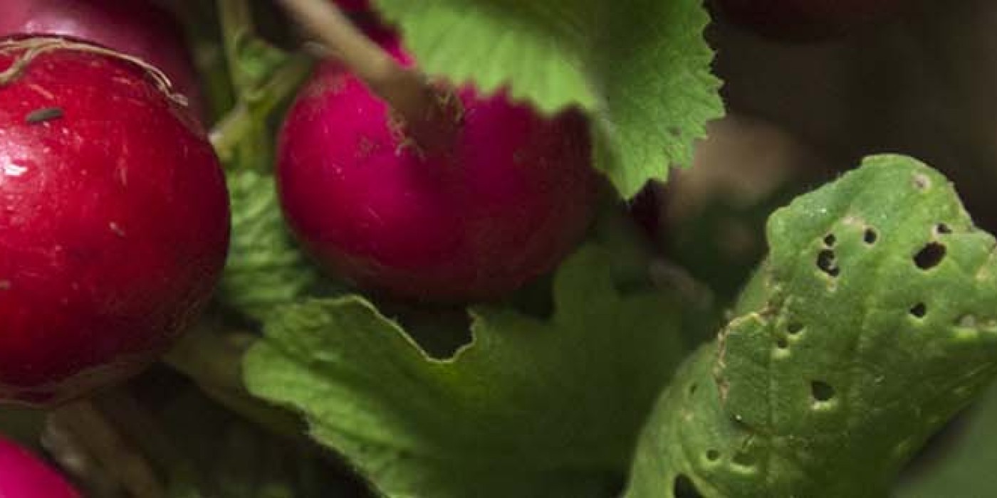 Five steps to sustainable cooking