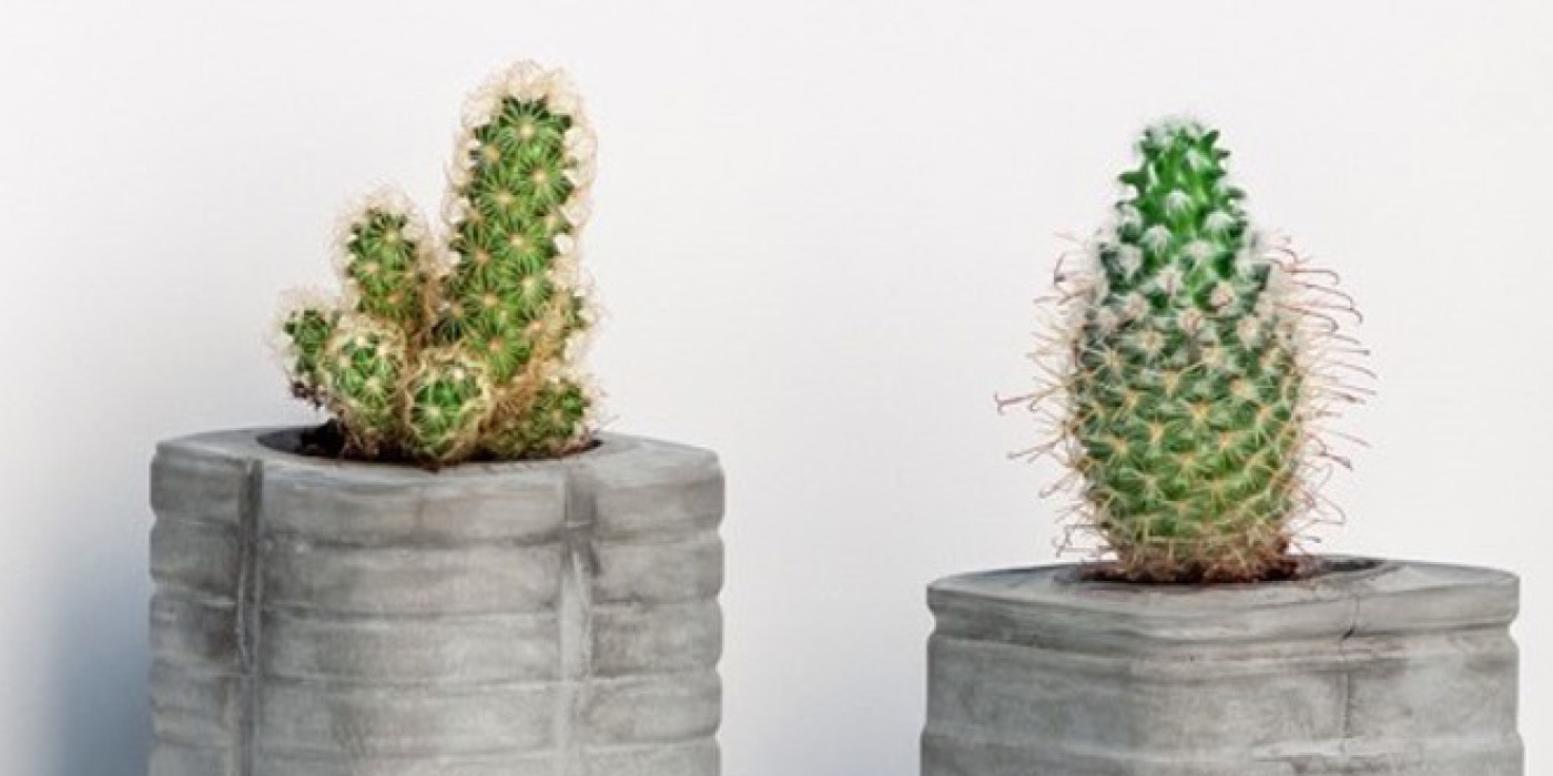 Plants in containers