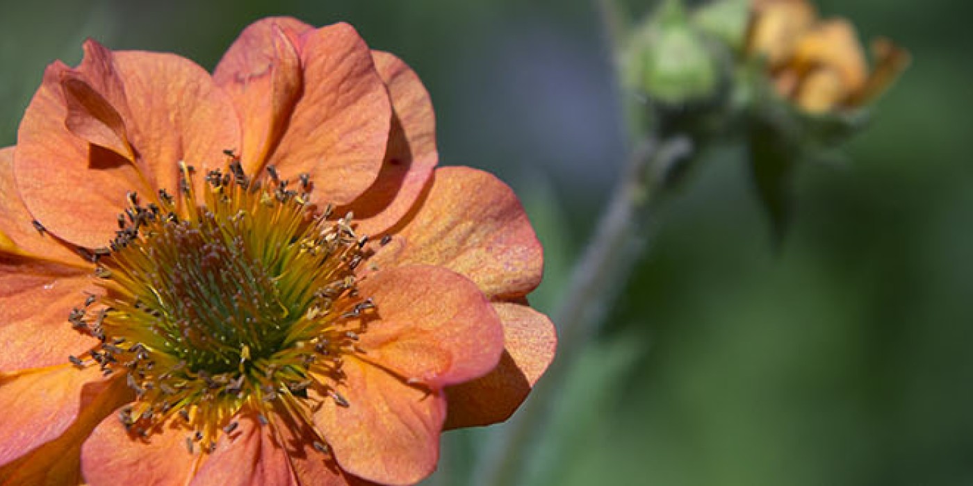 A.M. (Mac) Cuddy Gardens