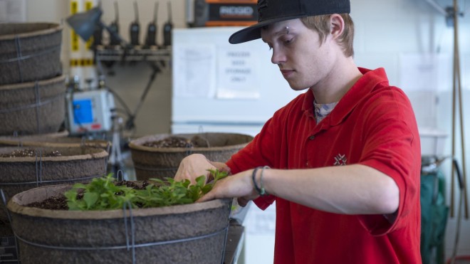 Student working with plants in Spriet Family Greenhouse