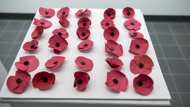 A display of poppies