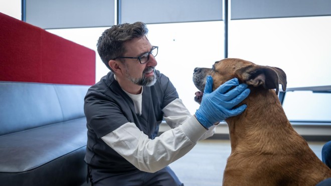 At the School of Health Sciences of Fanshawe College at the London Campus, a person wearing blue gloves and a grey and white uniform kneels and examines a brown dog.