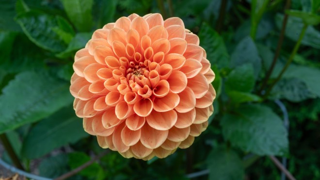 Close up photo of an orange flower taken from above
