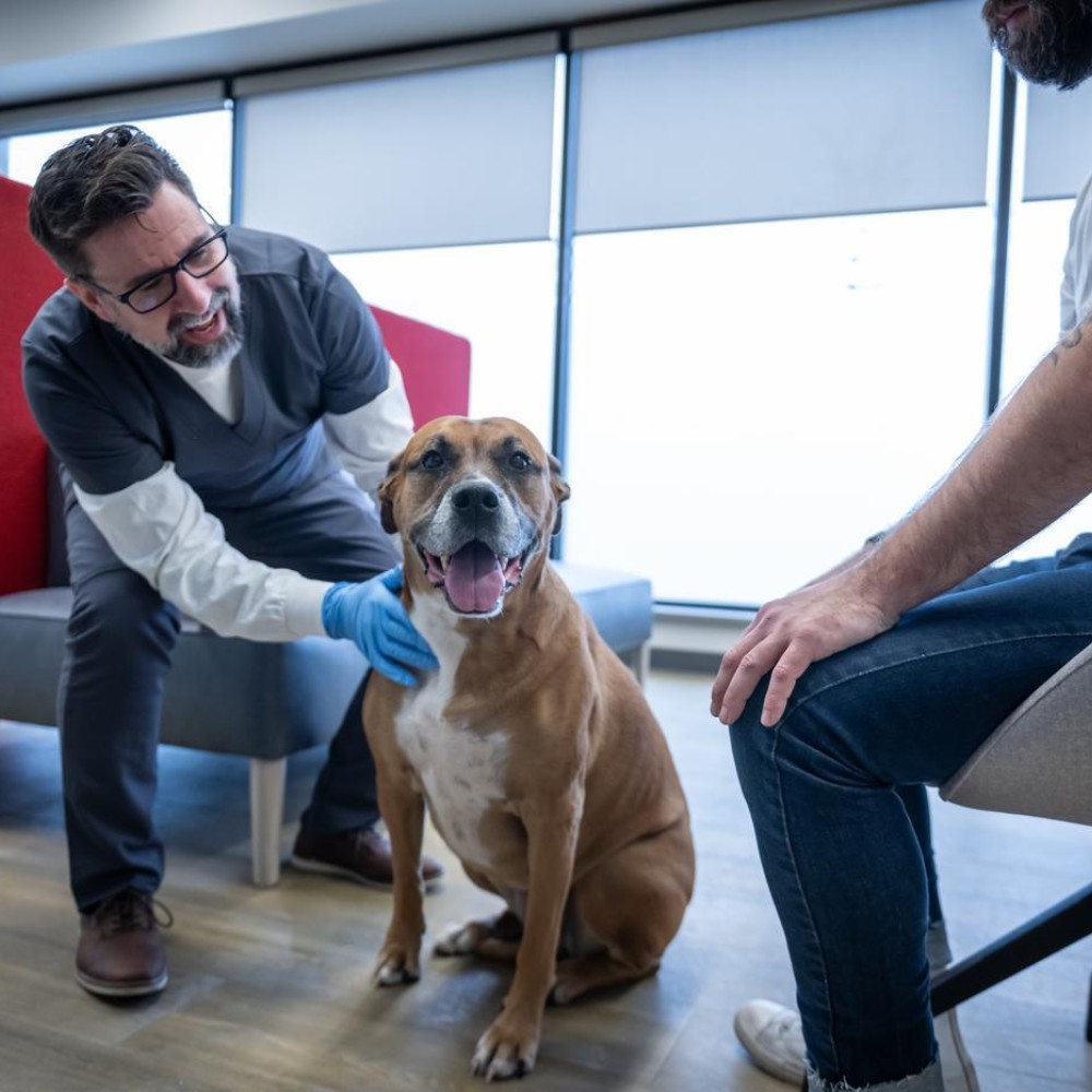 Inside the School of Health Sciences at Fanshawe College's London Campus, a brown and white dog sits patiently as a person wearing blue gloves and scrubs pets it, while another person sits nearby.