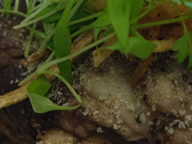 Delicious home cooked lamb shanks