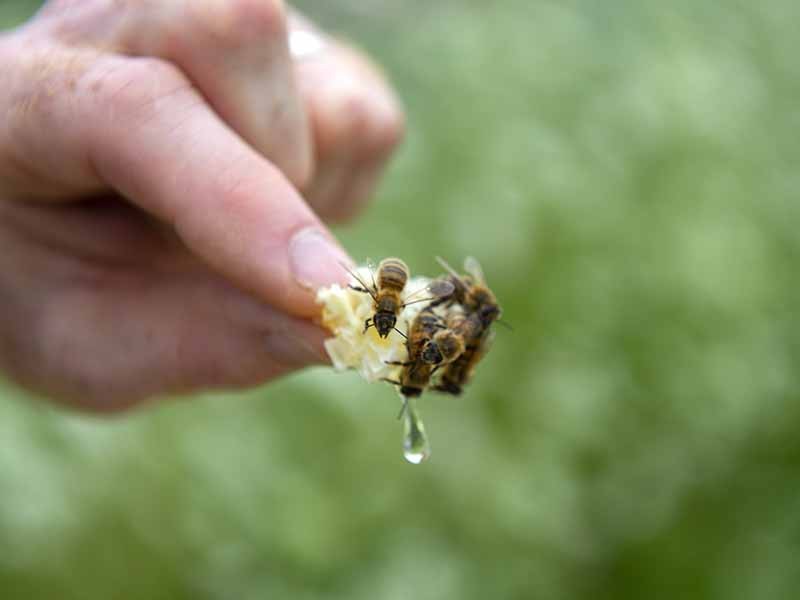 Fun facts about honey bees