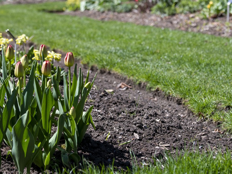 A garden features a rockery with various plants, including cacti, surrounded by green grass and trees.