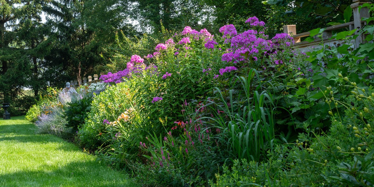 A vibrant flower bed with purple blooms lines a lush green lawn, backed by trees and a wooden fence.