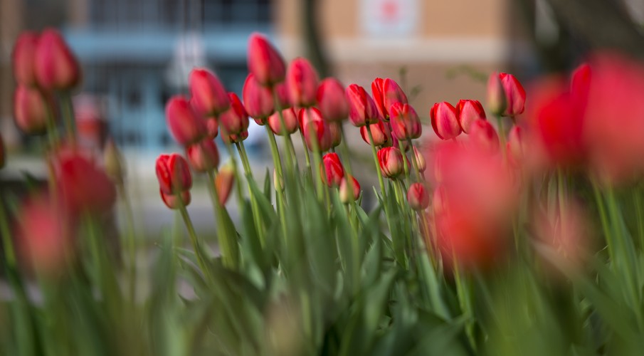 Tulips at London Gardens