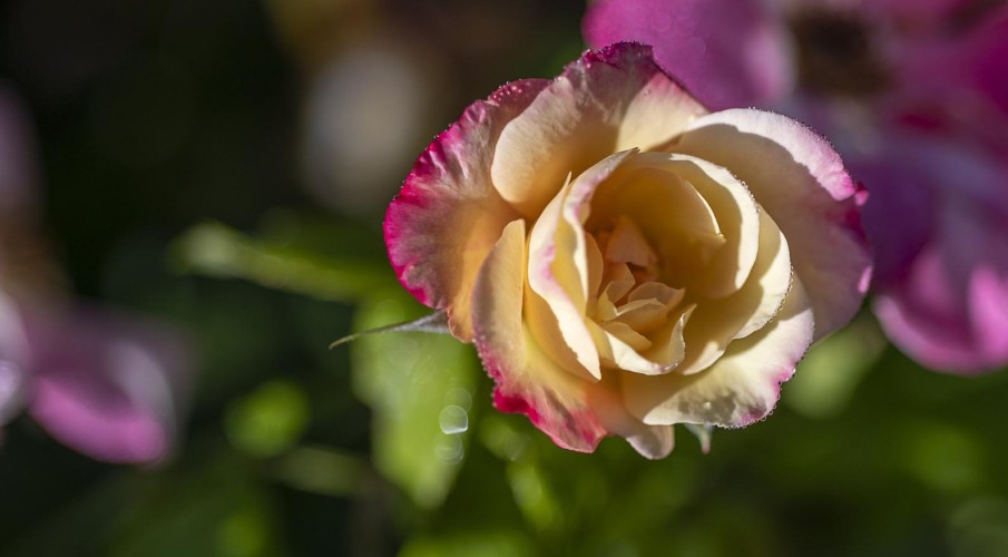 Photo of a Rose at the Cuddy Garden