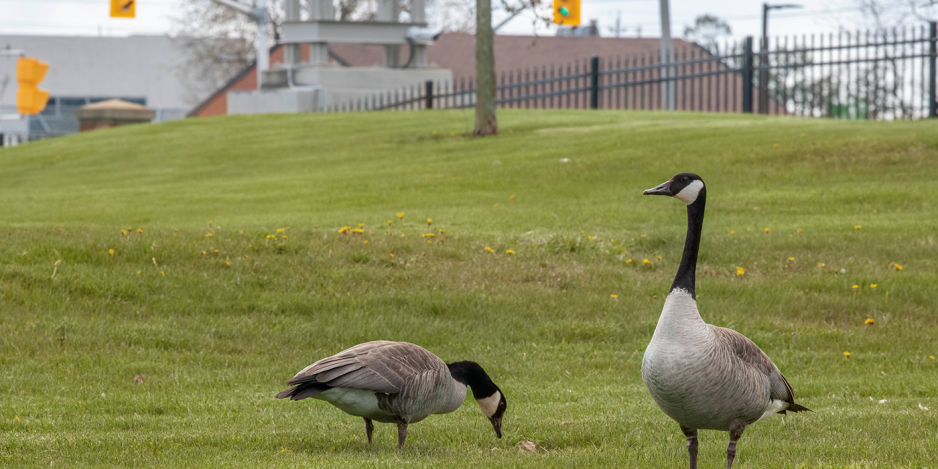 Two Canada Geese on a mostly dormant grassy area at Fanshawe College, with one foraging on new spring grass and the other standing nearby, appearing alert. Two brick buildings are visible but blurred in the distant background.