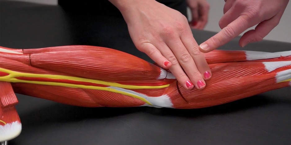 Massage therapy instructor trains student on a physiological model of an arm.