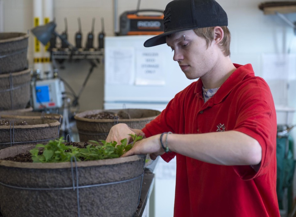 Student working with plants in Spriet Family Greenhouse