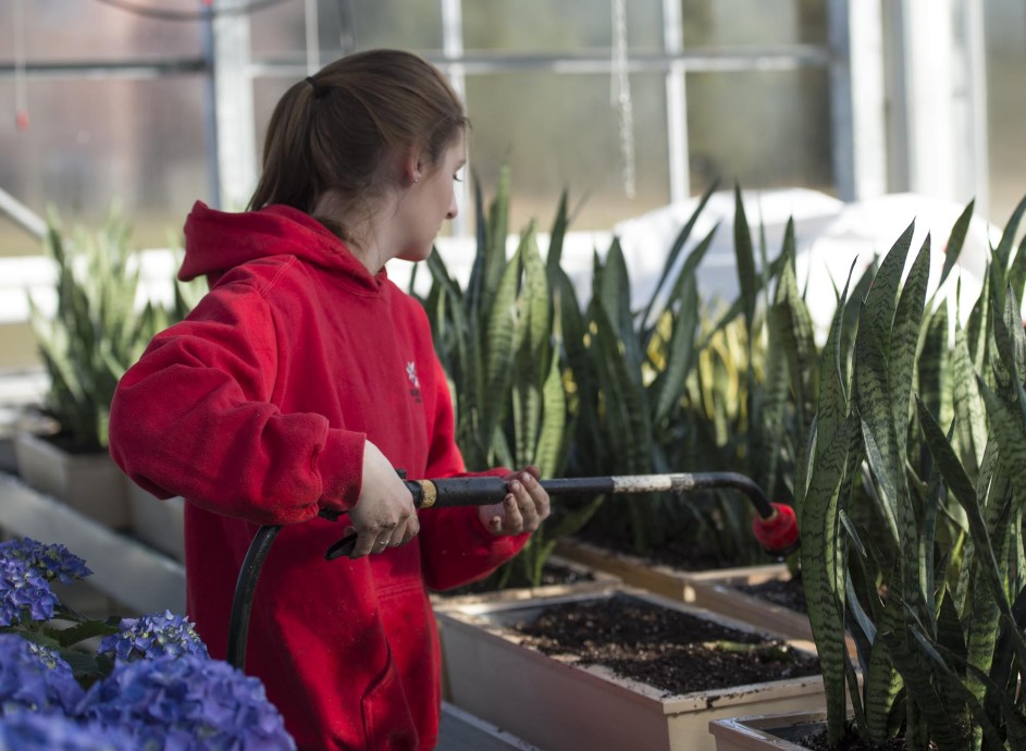 Student watering plants in Spriet Family Greenhouse at Fanshawe College