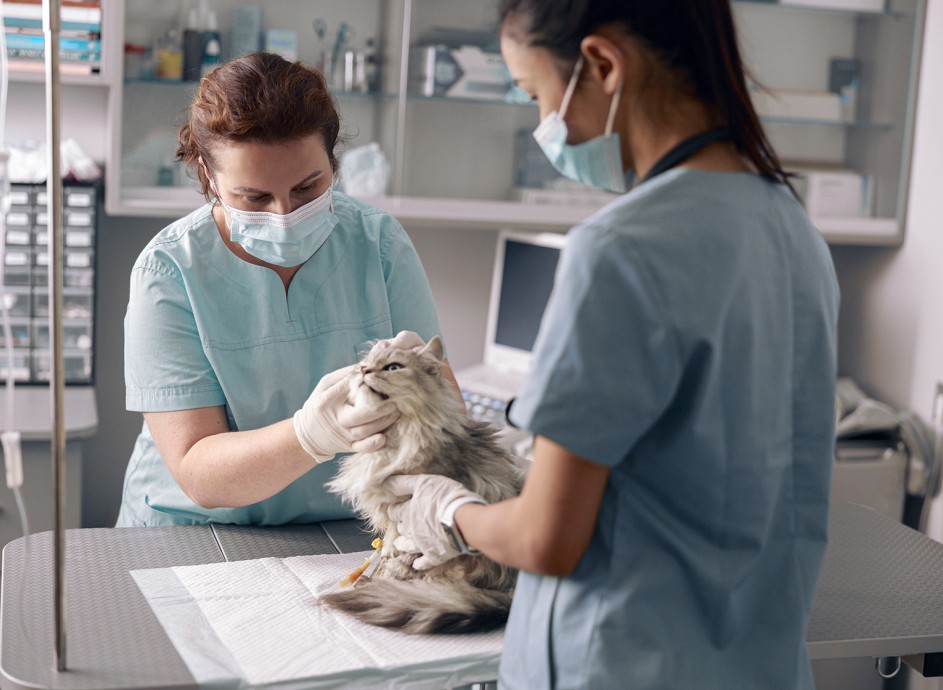 Photo of a veterinarian and veterinarian assistant examining a cat 