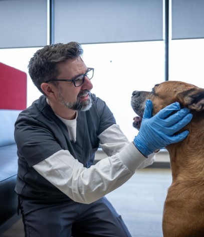 At the School of Health Sciences of Fanshawe College at the London Campus, a person wearing blue gloves and a grey and white uniform kneels and examines a brown dog.