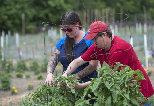 Two people working in a garden