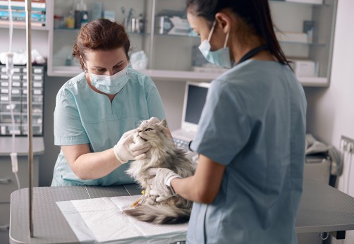 Photo of a veterinarian and veterinarian assistant examining a cat