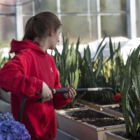Student watering plants in Spriet Family Greenhouse at Fanshawe College