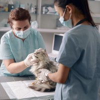 Photo of a veterinarian and veterinarian assistant examining a cat