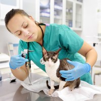 A vet tech looking into a cats ear