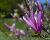 Close up of magnolia tree blossom